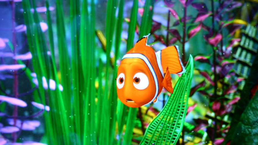 "Soy el fish de la mesa. ¿Por qué me tratas así?" "Soy el fish de la mesa. ¿Por qué me tratas así?"
